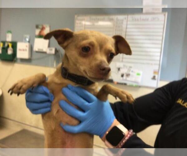 Medium Photo #1 Chihuahua-Unknown Mix Puppy For Sale in Riverside, CA, USA