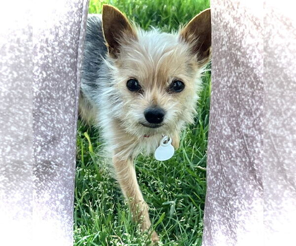 Medium Photo #3 Mutt Puppy For Sale in Estherville, IA, USA