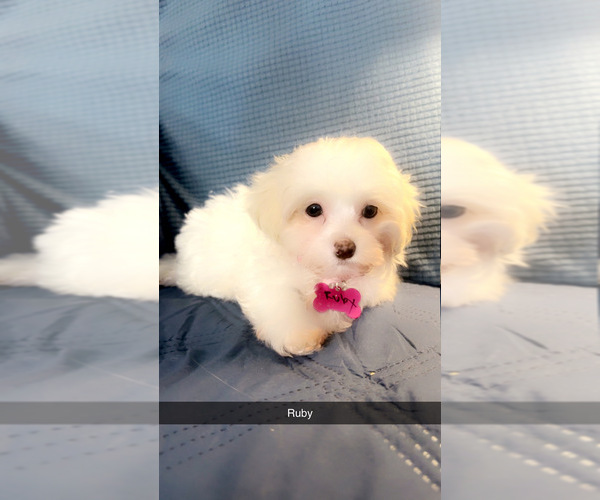 Medium Photo #4 Maltipoo (Miniature) Puppy For Sale in HIGH POINT, NC, USA