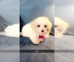 Small #3 Maltipoo (Miniature)