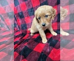 Small #2 Golden Labrador-Goldendoodle Mix