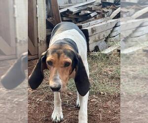 Treeing Walker Coonhound Dogs for adoption in Petaluma, CA, USA