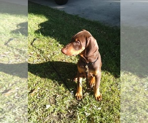 Doberman Pinscher Puppy for sale in MELBOURNE, FL, USA