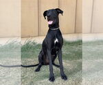 Small #2 Great Dane