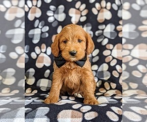 Miniature Labradoodle Puppy for sale in QUARRYVILLE, PA, USA