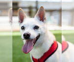 Small #1 Chihuahua-pomeranian spitz Mix