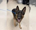 Small German Shepherd Dog