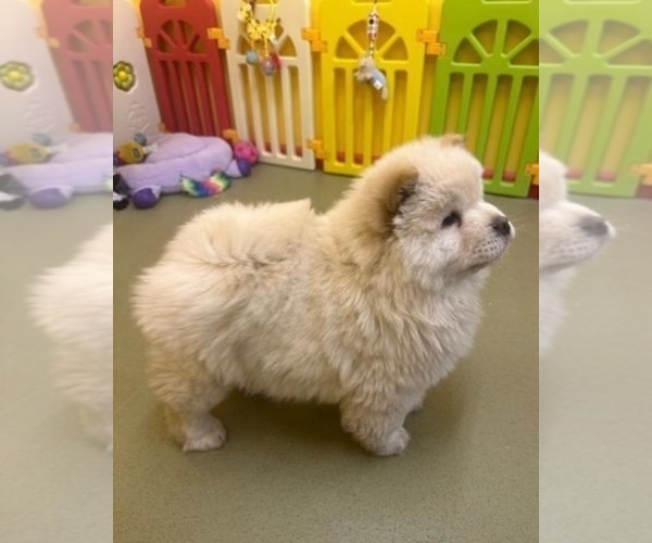 Medium Photo #1 Chow Chow Puppy For Sale in ROSSMOOR, CA, USA