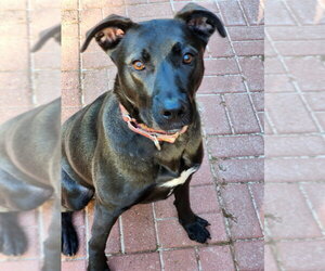 Nuka - Male American Pit Bull Terrier-German Shepherd Dog Mix Dog for Adoption - Photo #14