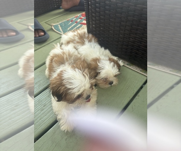 Medium Photo #3 Shih Tzu Puppy For Sale in PERTH AMBOY, NJ, USA