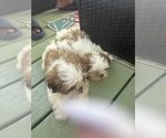 Small #2 Shih Tzu