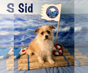 Brussels Griffon-Norfolk Terrier Mix Dogs for adoption in Arcadia, FL, USA