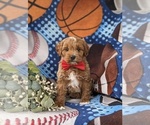 Small Photo #1 Cavapoo Puppy For Sale in STEVENS, PA, USA
