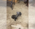 Small Photo #17 Cane Corso Puppy For Sale in DONEGAL, PA, USA