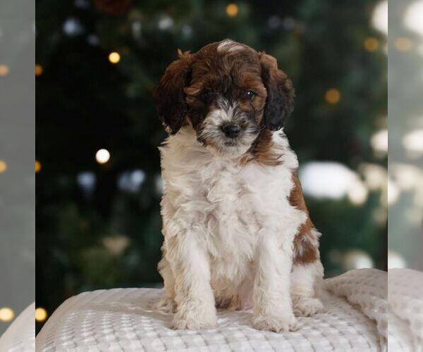 Medium Photo #2 Bernedoodle (Miniature) Puppy For Sale in NEW HOLLAND, PA, USA