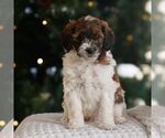 Small #1 Bernedoodle (Miniature)