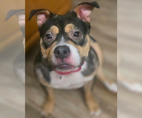 Medium Photo #1 American Bulldog Puppy For Sale in Menifee, CA, USA