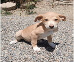 Small American Pit Bull Terrier-Basset Hound Mix