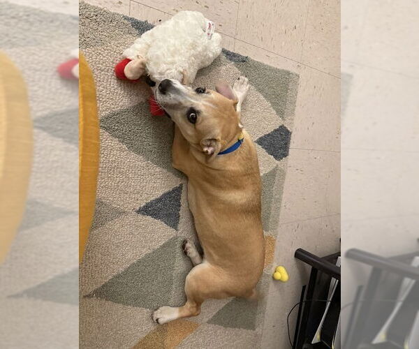 Medium Photo #6 Mutt Puppy For Sale in Elmsford, NY, USA