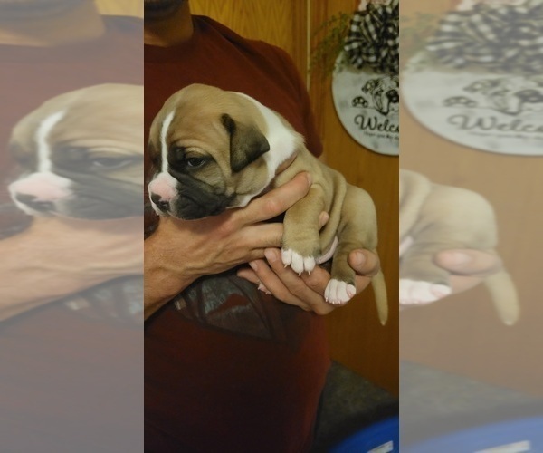 Medium Photo #3 American Bulldog Puppy For Sale in DAVENPORT, IA, USA