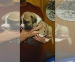 Small Photo #3 American Bulldog Puppy For Sale in DAVENPORT, IA, USA