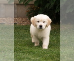 Small Photo #15 Golden Retriever Puppy For Sale in NUNN, CO, USA