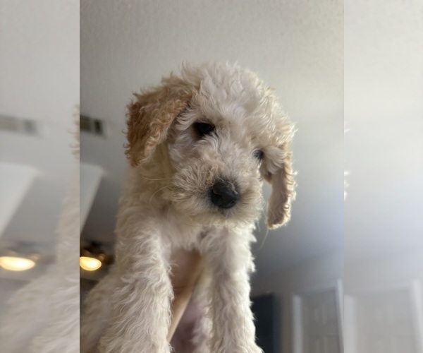 Medium Photo #1 Goldendoodle Puppy For Sale in HONEY GROVE, TX, USA