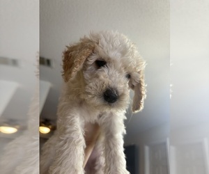 Goldendoodle Puppy for sale in HONEY GROVE, TX, USA