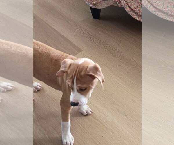 Medium Photo #9 Mutt Puppy For Sale in Holly Springs, NC, USA