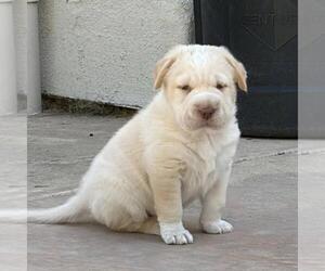 Labrador Retriever-Unknown Mix Dogs for adoption in San Diego, CA, USA