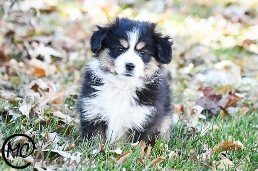 Medium Photo #10 Miniature Australian Shepherd Puppy For Sale in OAKLEY, KS, USA