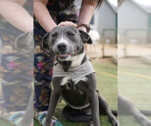 Labrador Retriever-Unknown Mix Dogs for adoption in garner, NC, USA