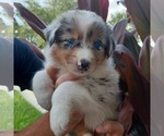 Small Photo #8 Australian Shepherd Puppy For Sale in GIBSONTON, FL, USA