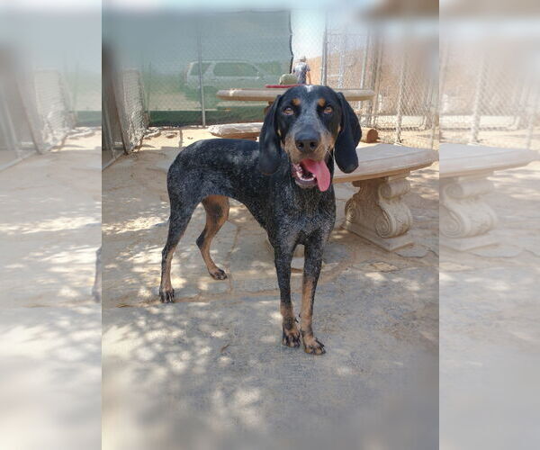 Medium Photo #2 Bluetick Coonhound Puppy For Sale in Apple Valley, CA, USA