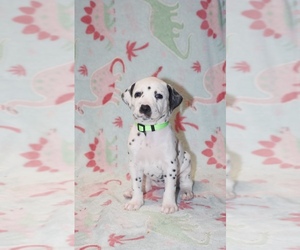 Dalmatian Puppy for sale in JOHNS ISLAND, SC, USA