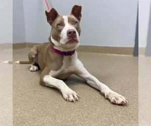 American Staffordshire Terrier Dogs for adoption in Aurora, CO, USA