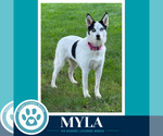 Small Photo #2 Siberian Husky Puppy For Sale in Kimberton, PA, USA