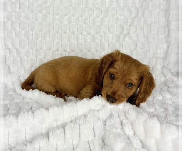 Medium Photo #6 Dachshund Puppy For Sale in FRANKLIN, IN, USA