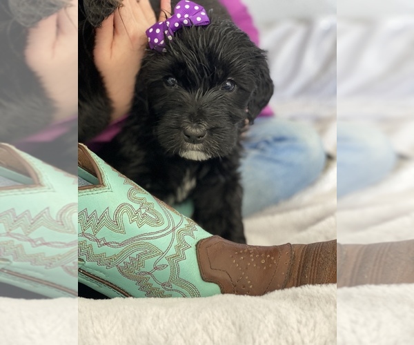 Medium Photo #1 Aussiedoodle-Bernedoodle Mix Puppy For Sale in BOISE, ID, USA