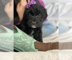 Small Photo #1 Aussiedoodle-Bernedoodle Mix Puppy For Sale in BOISE, ID, USA