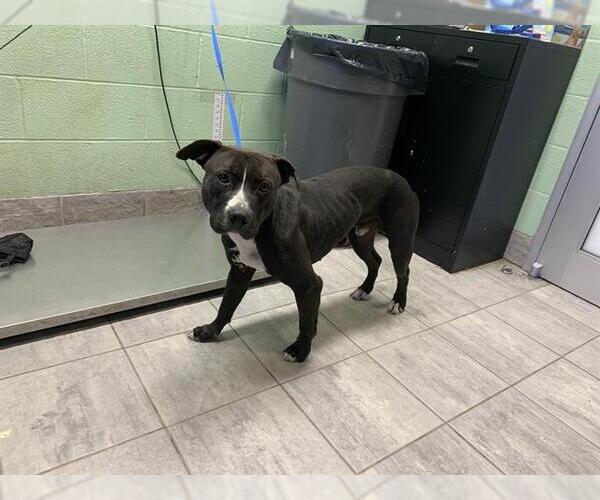 Medium Photo #1 American Staffordshire Terrier-Unknown Mix Puppy For Sale in Grand Prairie, TX, USA