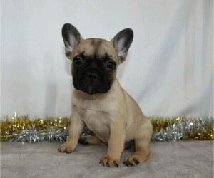 French Bulldog Puppy for sale in FREDERICKSBG, OH, USA