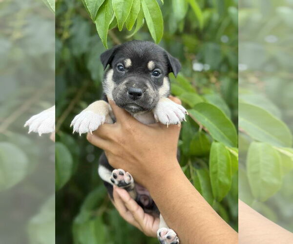 Medium Photo #5 American Pit Bull Terrier-Labrador Retriever Mix Puppy For Sale in St. Louis Park, MN, USA