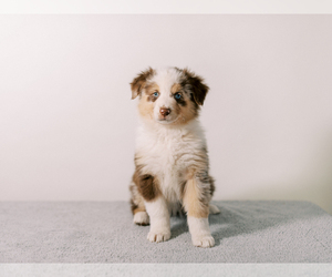 Australian Shepherd Puppy for sale in LA RUE, OH, USA