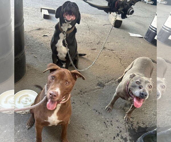 Medium Photo #4 Mutt Puppy For Sale in Hayward, CA, USA