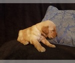 Small Photo #27 Golden Retriever Puppy For Sale in CLAREMORE, OK, USA