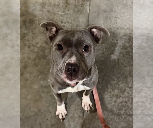 Medium Photo #12 Mutt Puppy For Sale in Mount Laurel, NJ, USA