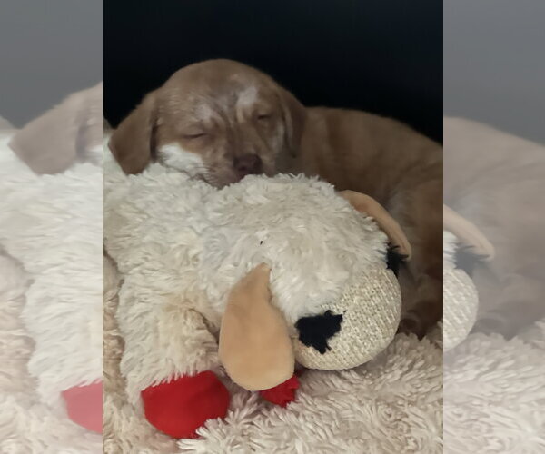 Medium Photo #3 Chihuahua-Unknown Mix Puppy For Sale in Forest, VA, USA