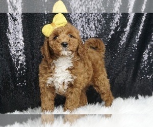 Goldendoodle (Miniature) Litter for sale in WARSAW, IN, USA