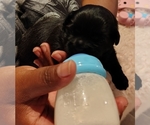Small #3 Pom-Shi-Shih Tzu Mix